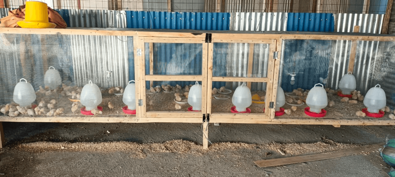 KAKUMA CHICKEN AND EGG PRODUCTION